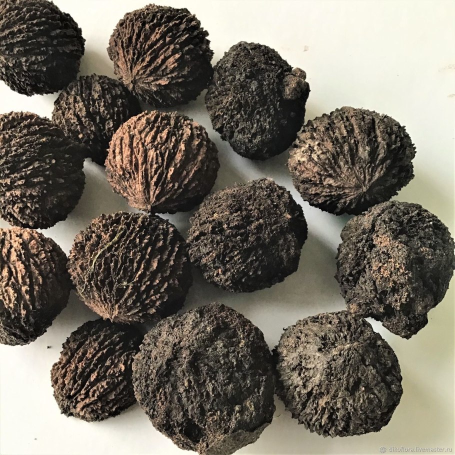 Орех чёрный Juglans