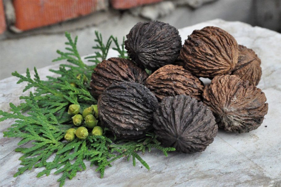 Черный орех растение