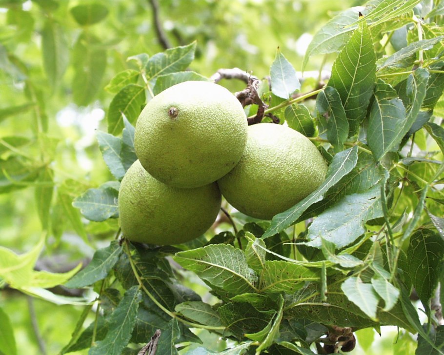 Juglans nigra