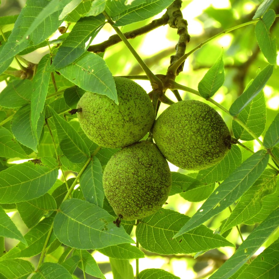 Орех чёрный Juglans nigra дерево