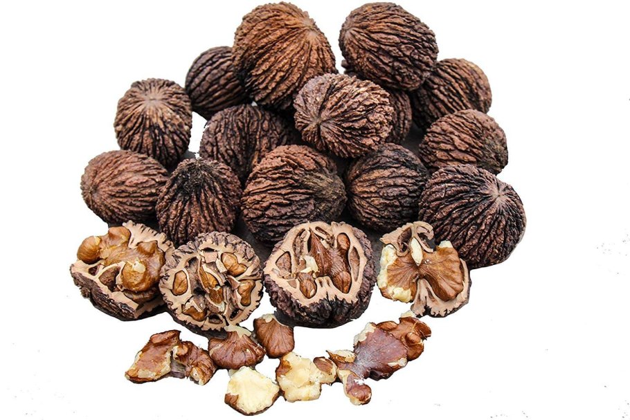 Juglans nigra