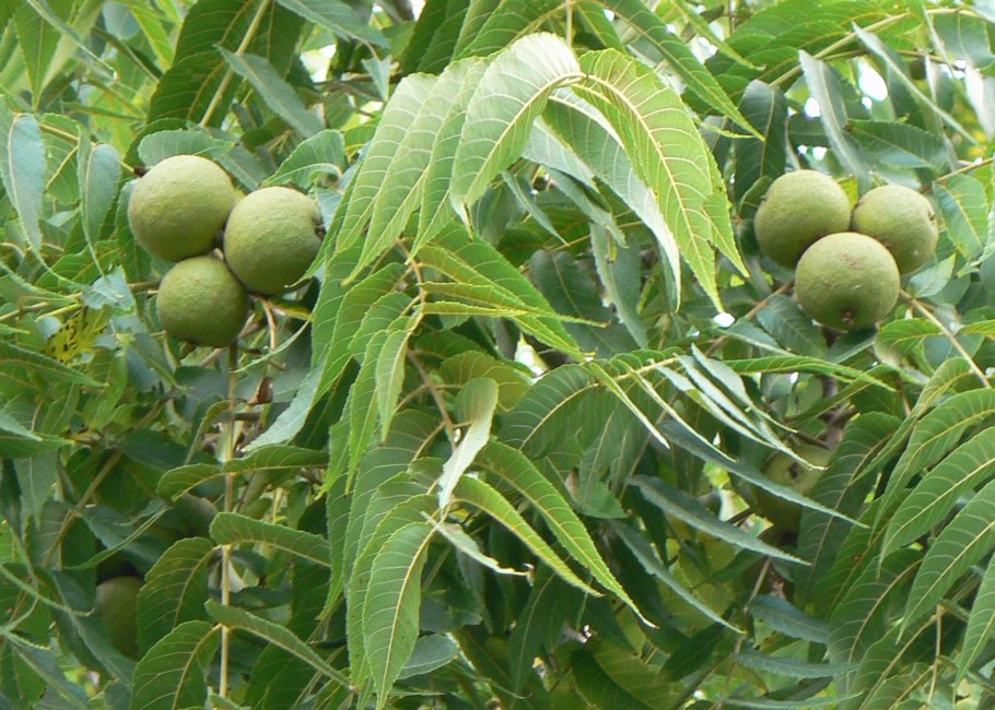 Орех черный juglans nigra