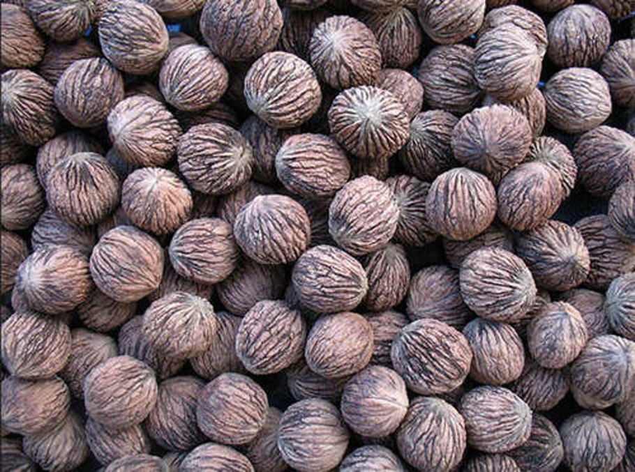 Черный грецкий орех