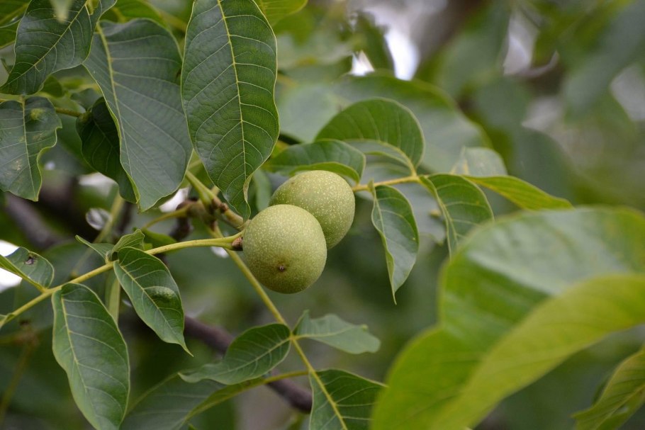Грецкий орех пинский