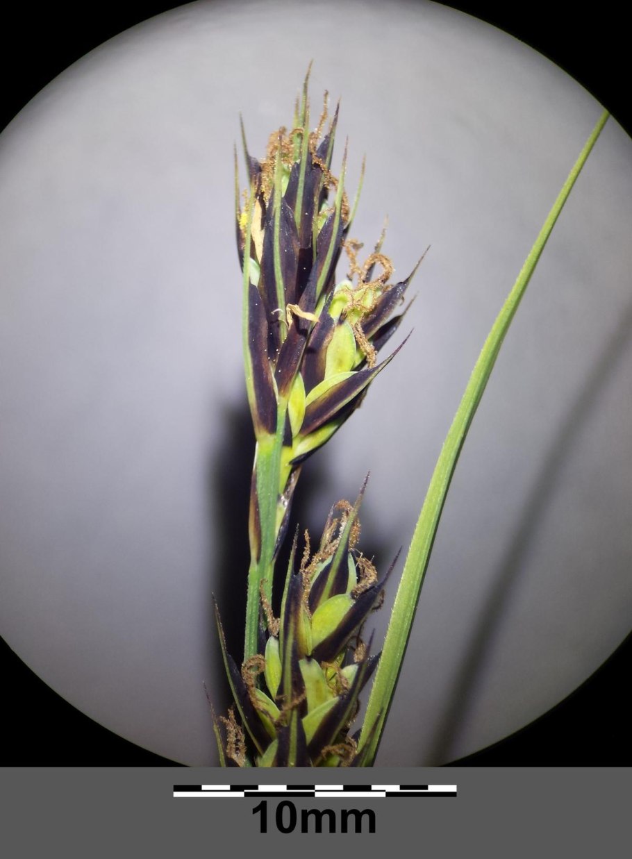 Осока толстостолбиковая