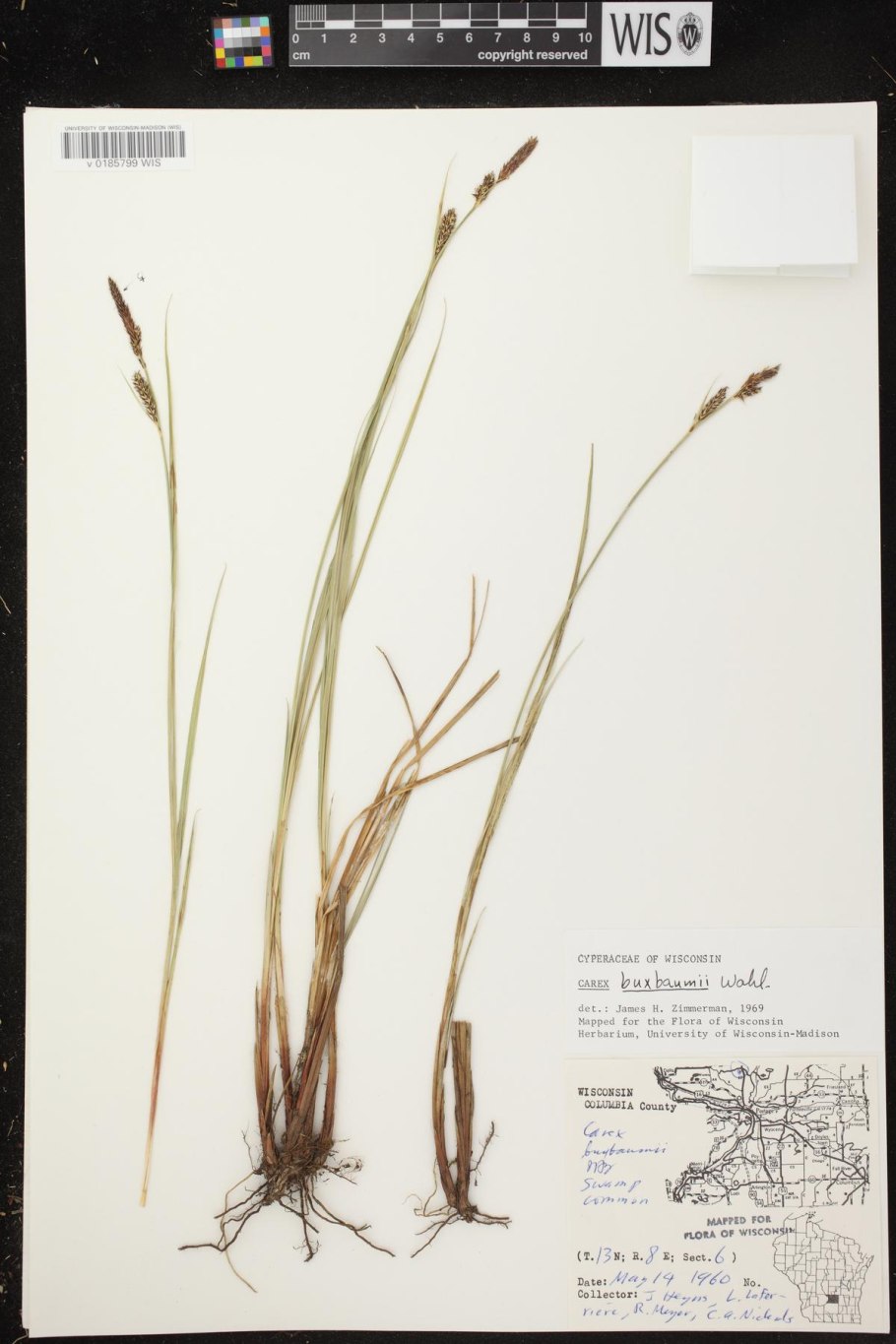 Осока соцветие