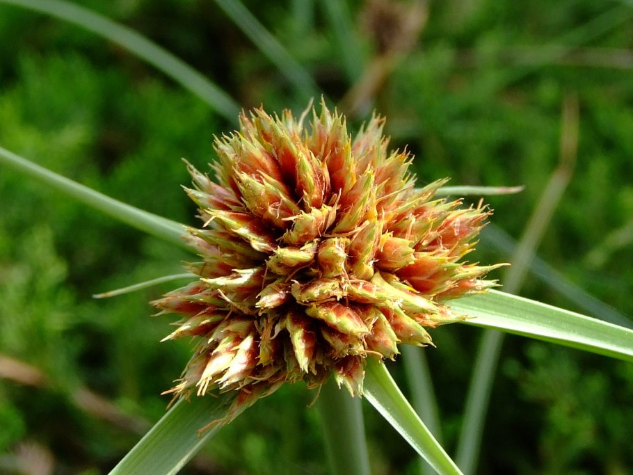 Cyperus capitatus