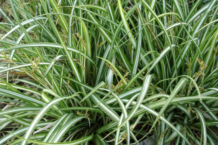 Осока Буксбаума - Carex buxbaumii wahenb. Семейство Осоковые – Cyperaceae Juss.