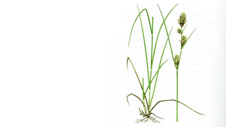 Carex 100172rx