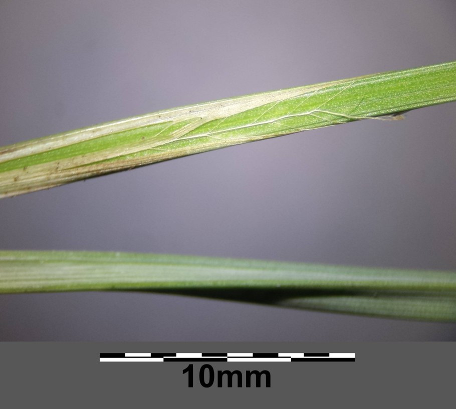 Осока Буксбаума красная книга