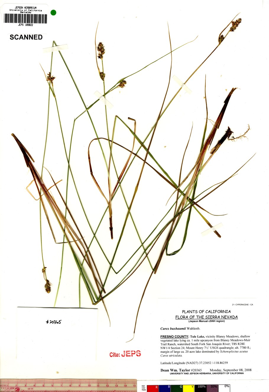 Осока корень растения