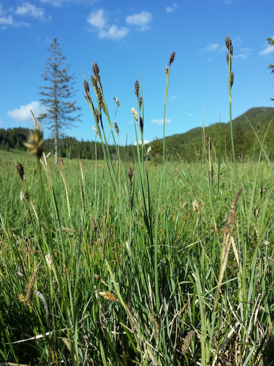 Осока плевельная