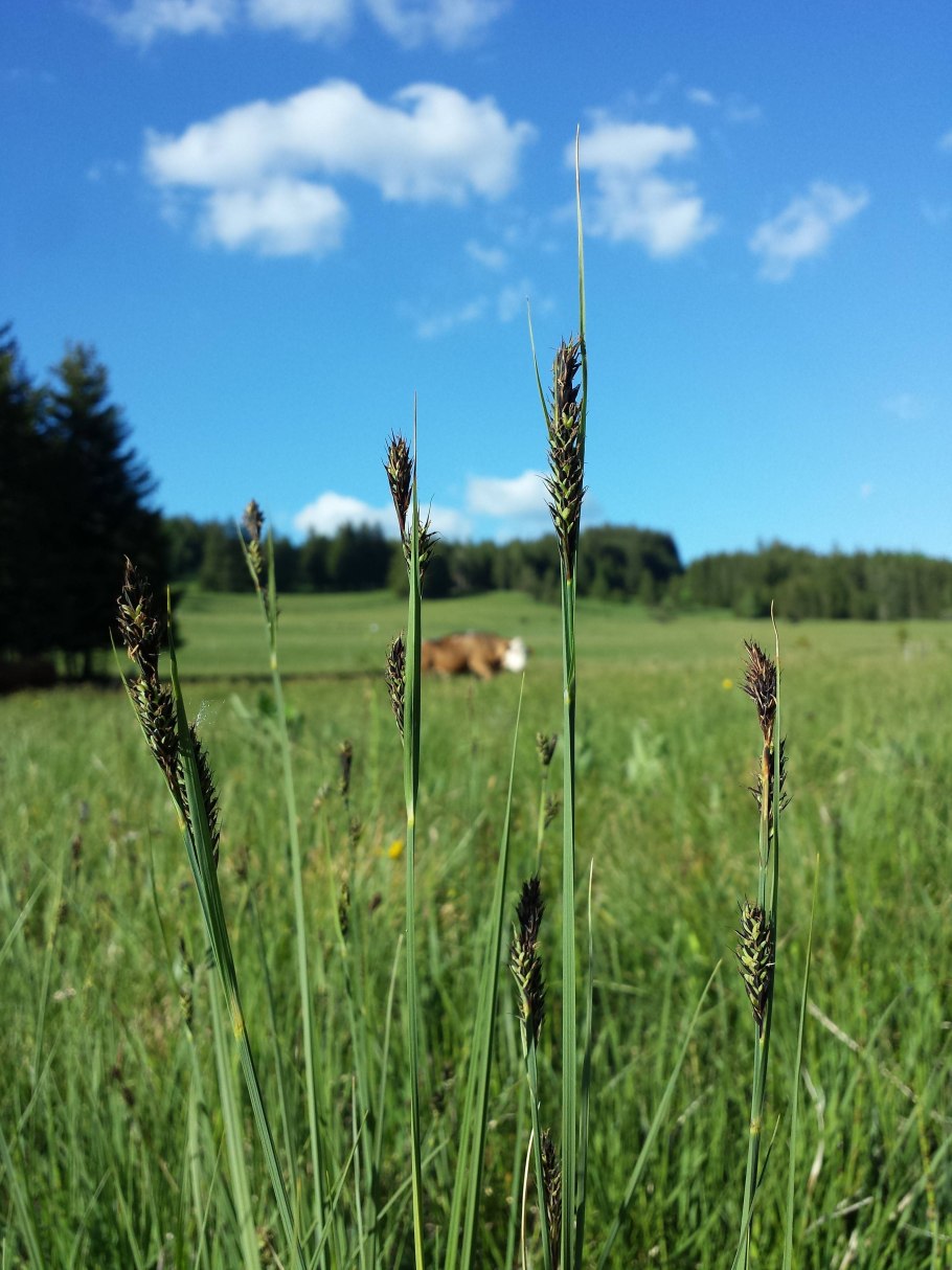 Осока остролистная