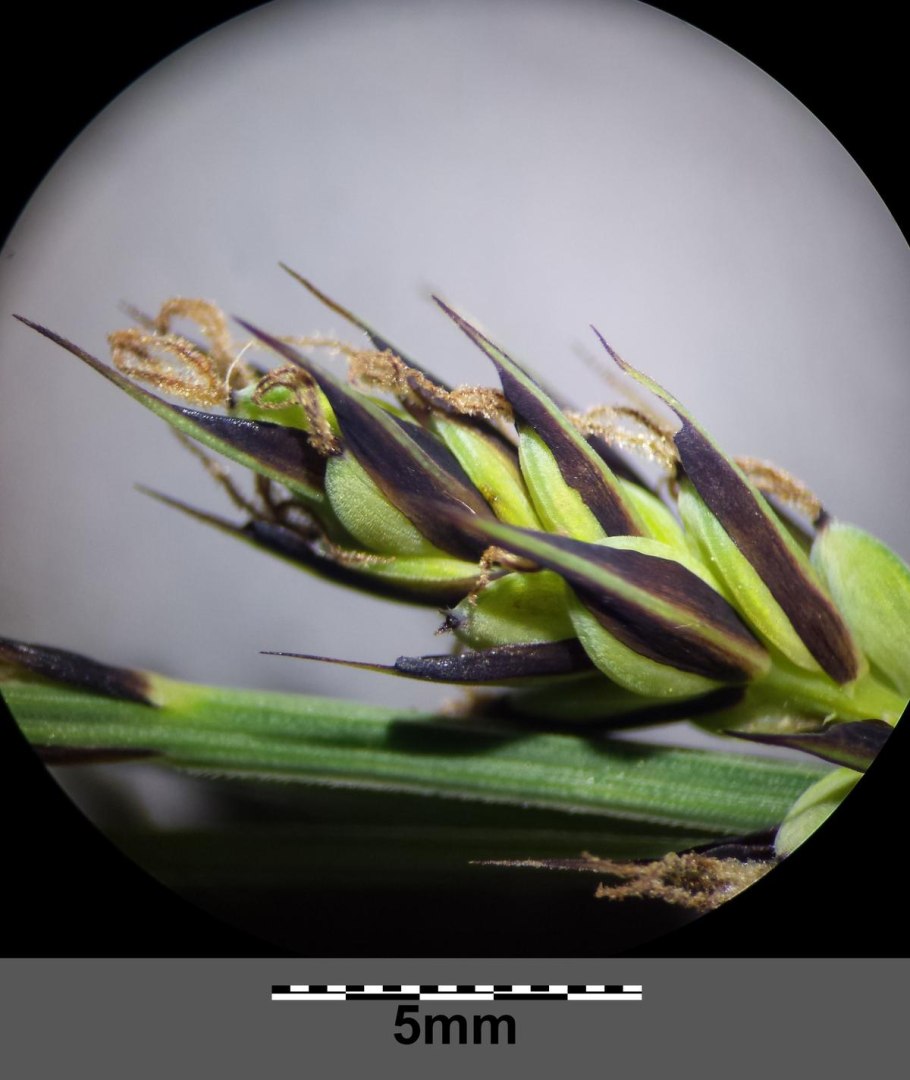 Осока дернистая