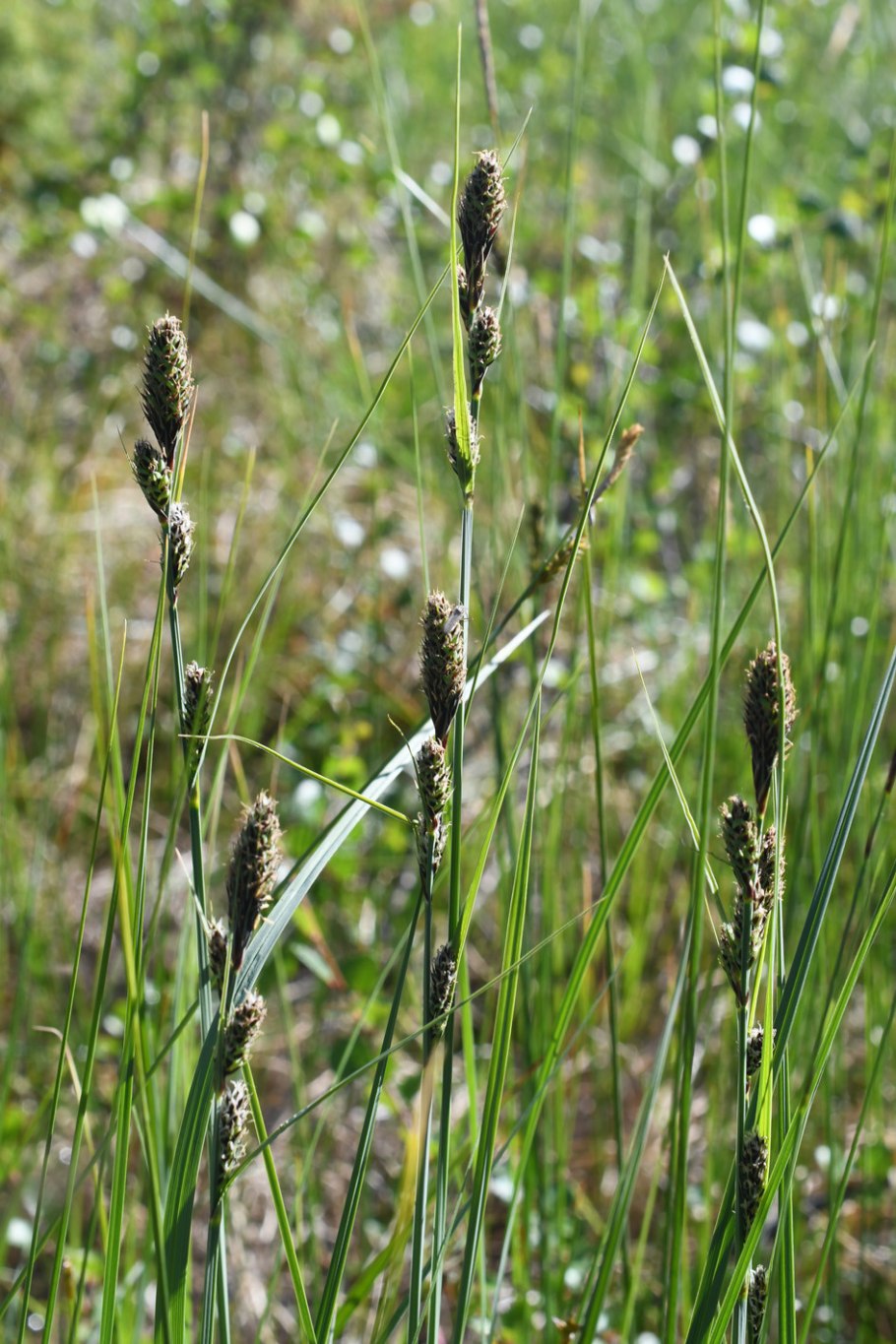 Тимофеевка луговая семена