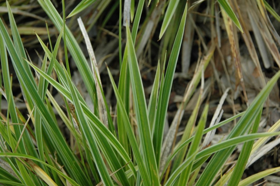 Carex morrowii variegata
