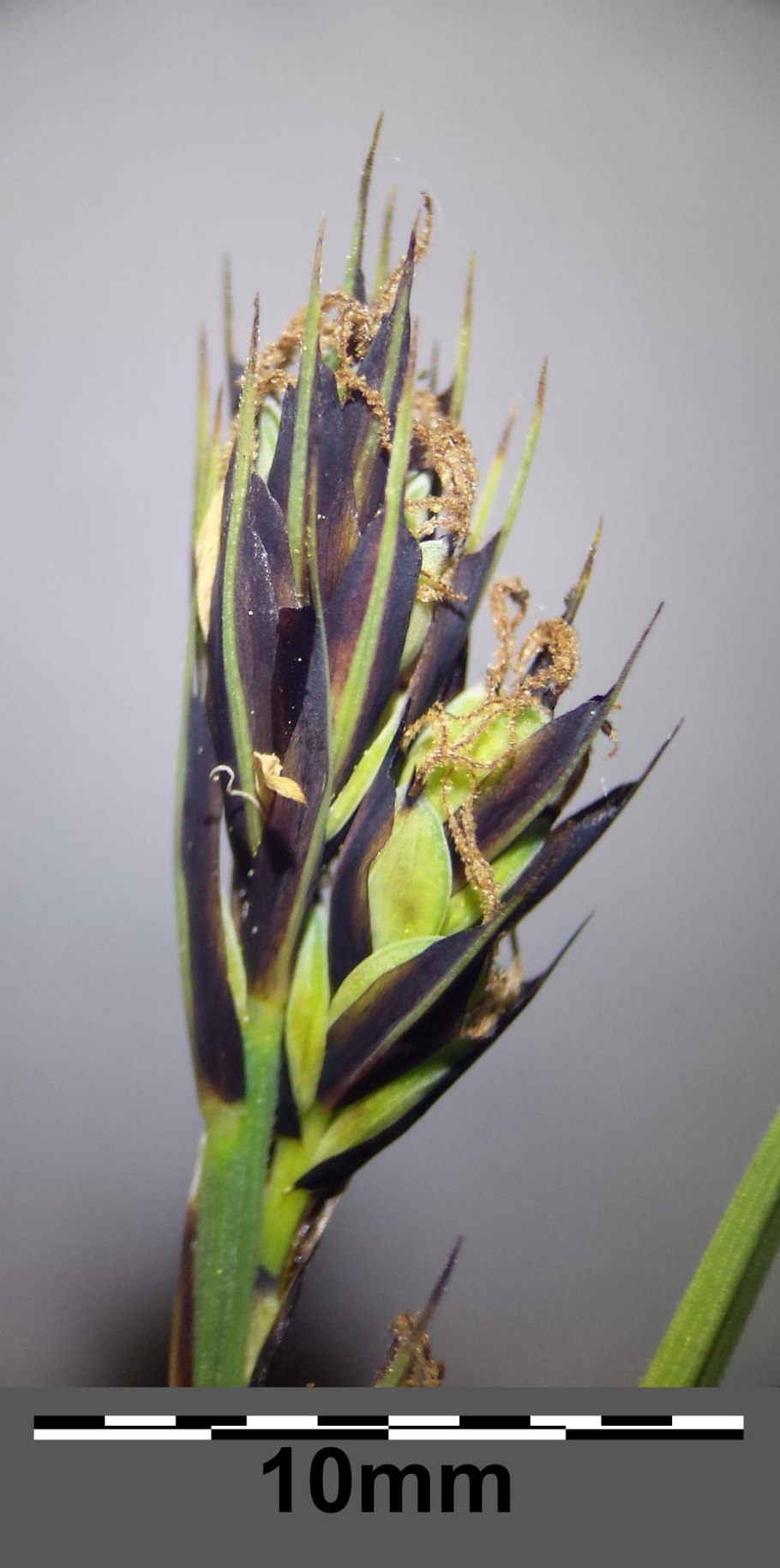 Carex vesicaria l. Осока пузырчатая