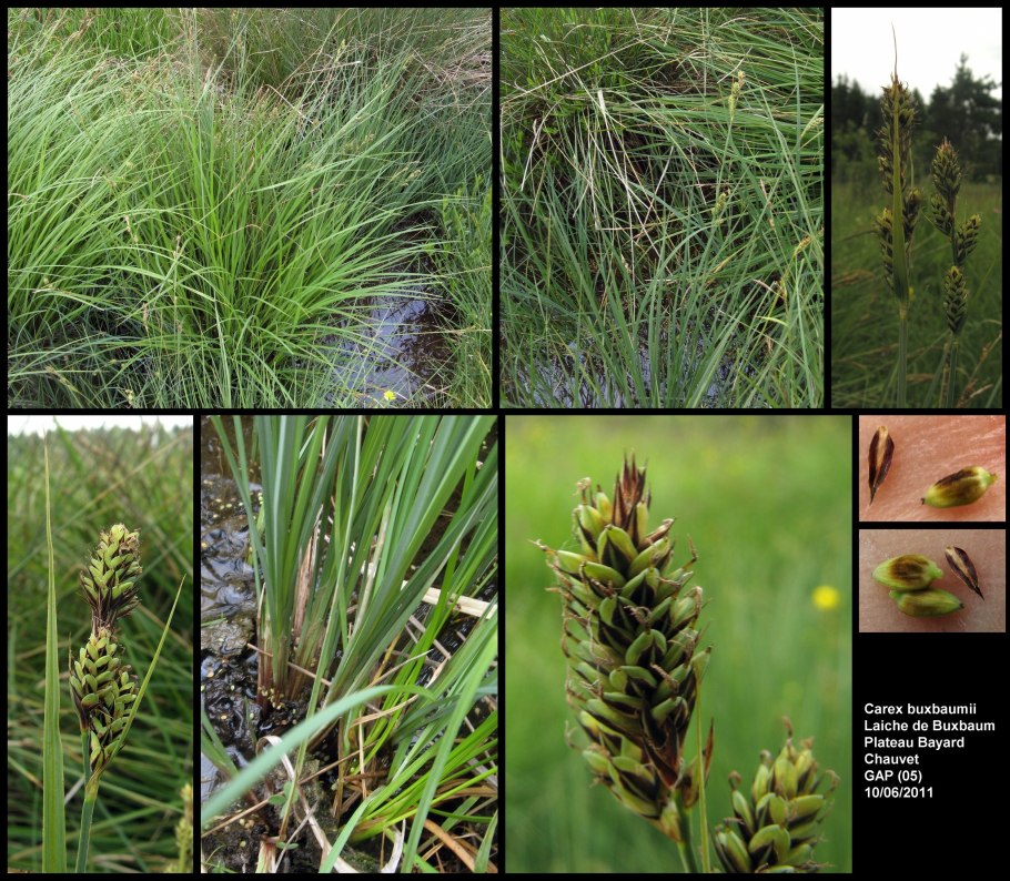 Осока твердоватая