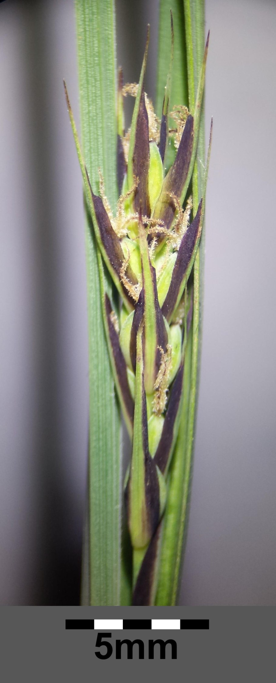 Carex pilosa
