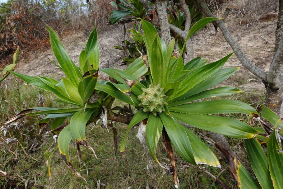Pandanus tectorius