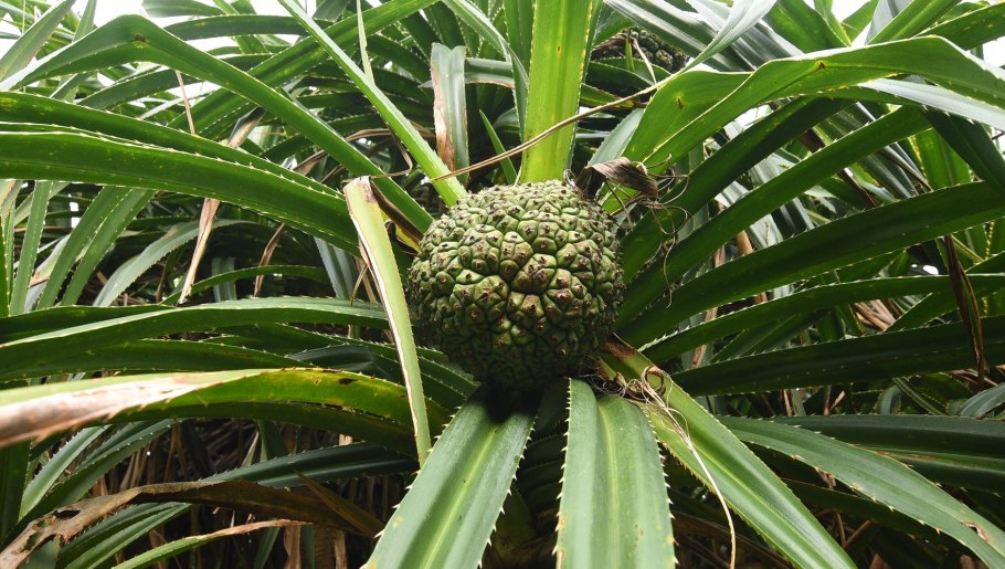 Pandanus boninensis