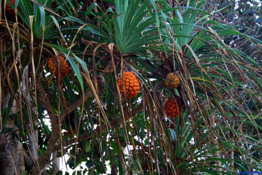 Панданус австралийский