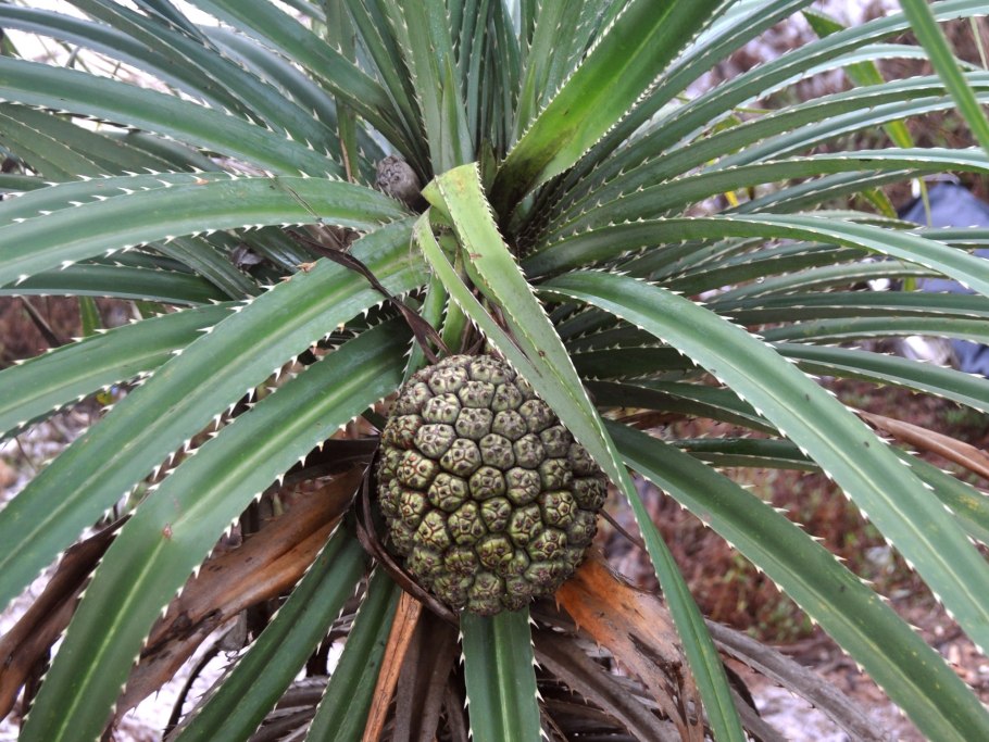 Pandanus tectorius