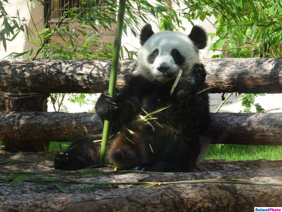 Панда жуи в московском зоопарке