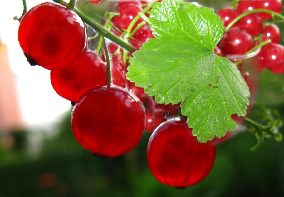 Ягоды красной смородины