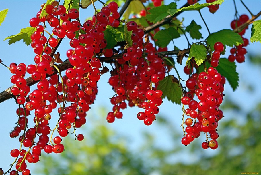 Лето смородина