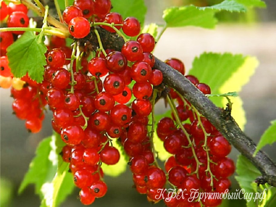 Смородина красная ribes rubrum "сахарная"