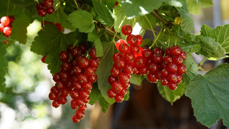 Красная смородина сорт Константиновская