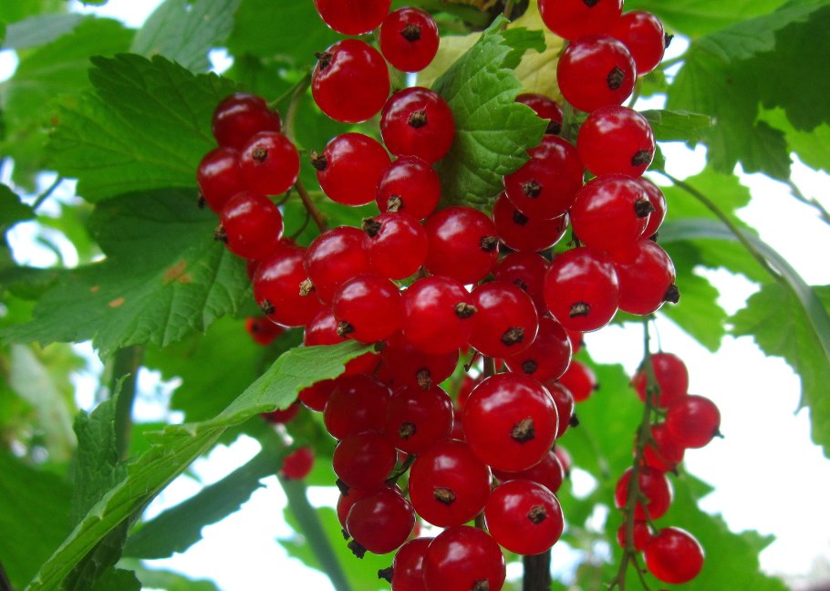 Смородина красная "красная Кузьмина" (2-4 ветки)