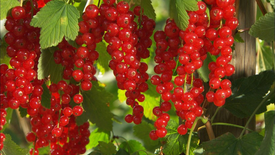 Смородина красная (ribes rubrum &#96;Натали&#96;)