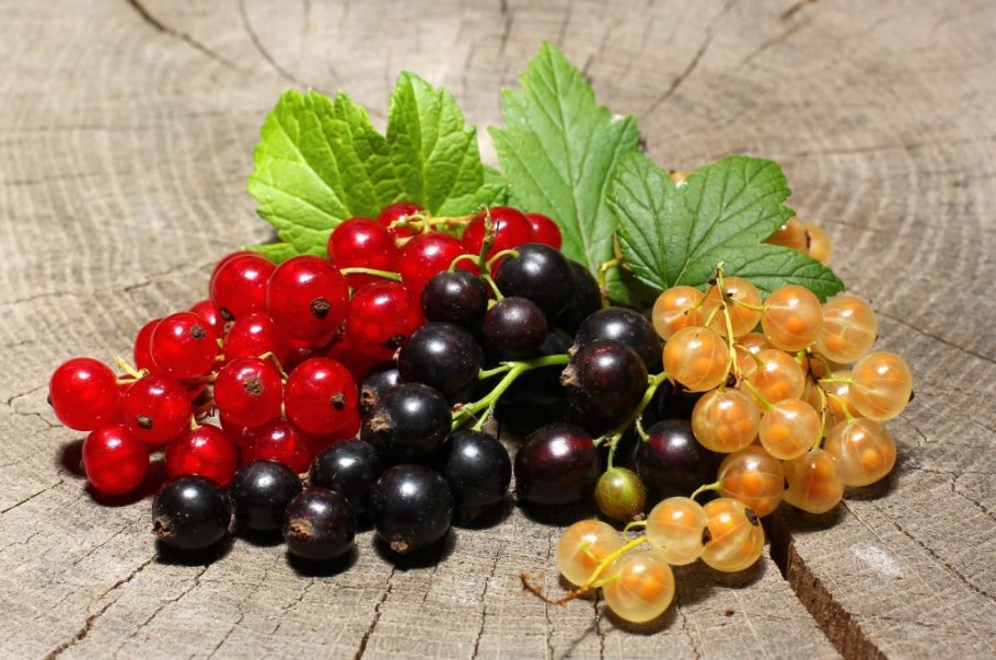 Смородина черная красная белая