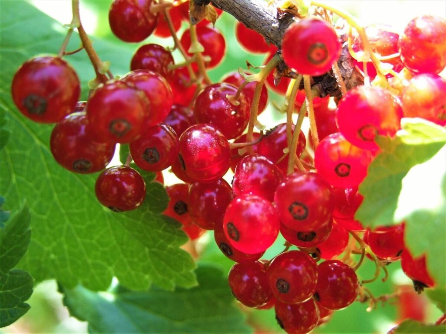 Смородина красная Ролан