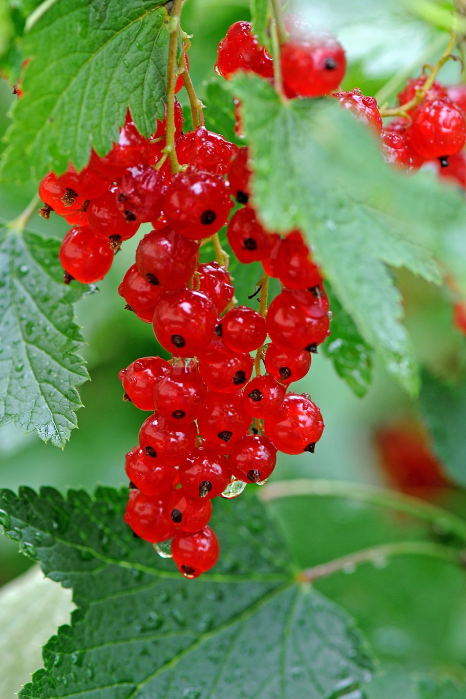 Ягоды красной смородины