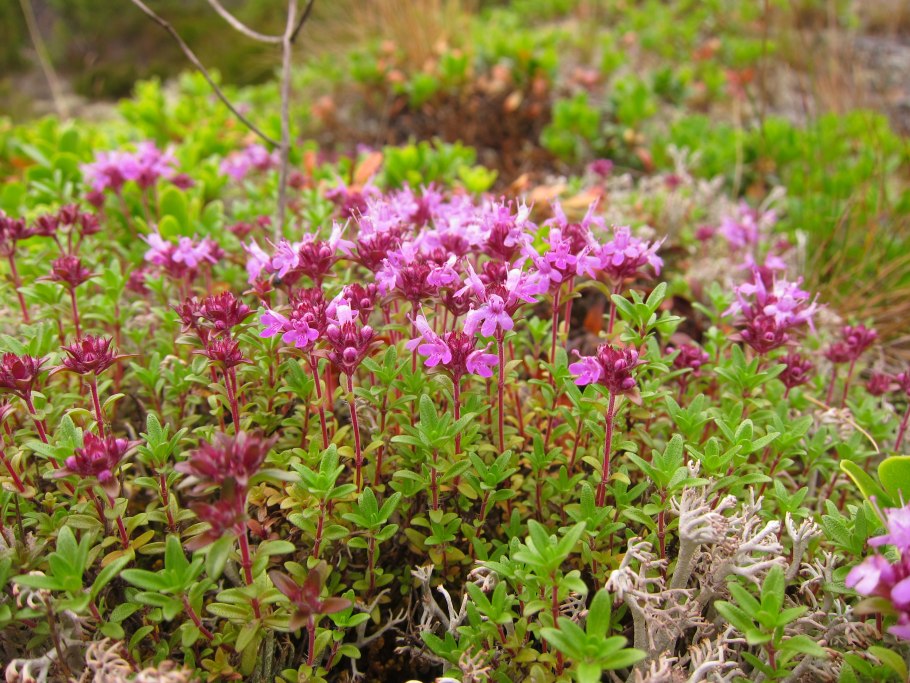 Тимьян Дагестанский