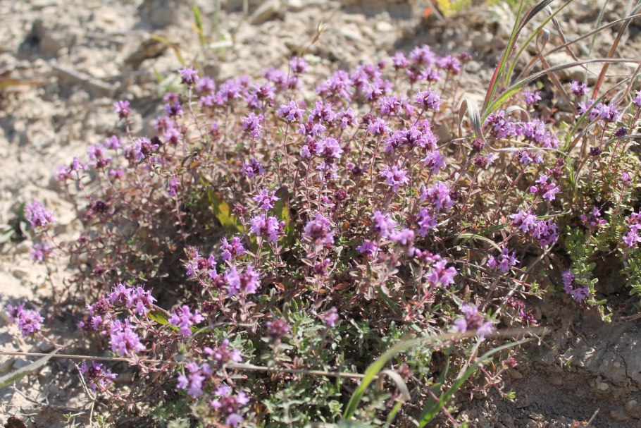 Тимьян ползучий 'albiflorus'