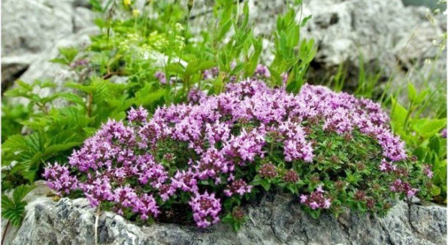 Тимьян Губерлинский