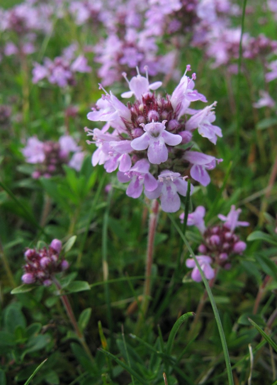 Чабрец горный Дагестан