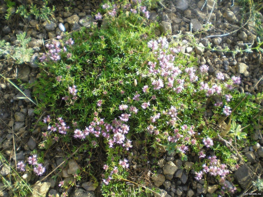 Чабрец Крымский горный