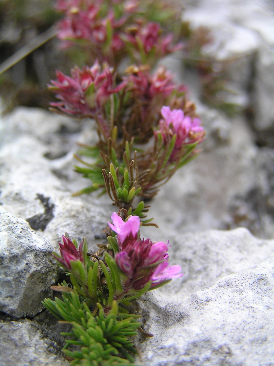 Чабрец Дзевановского