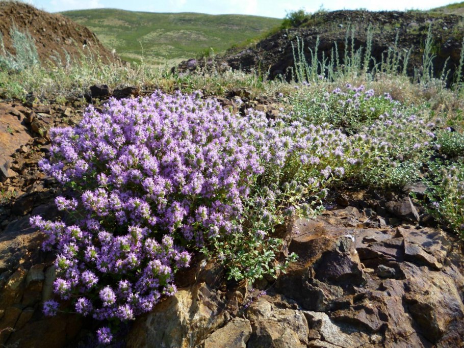 Свечи из трав чабрецом