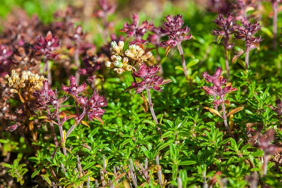 Крымский чай с чабрецом