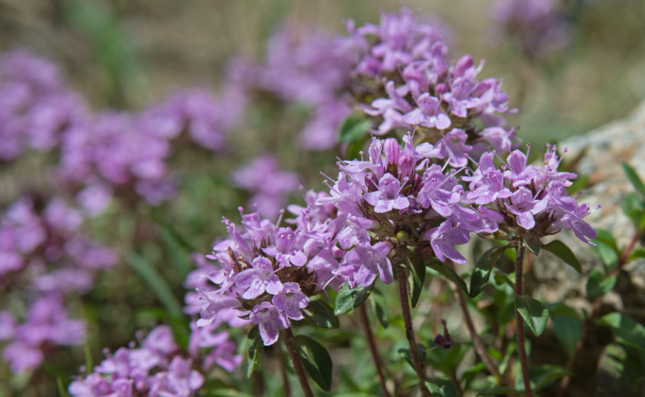Тимьян ползучий thymus serpyllum