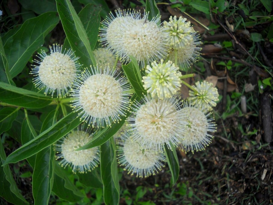 Цветоголовник Западный Cephalanthus occidentalis
