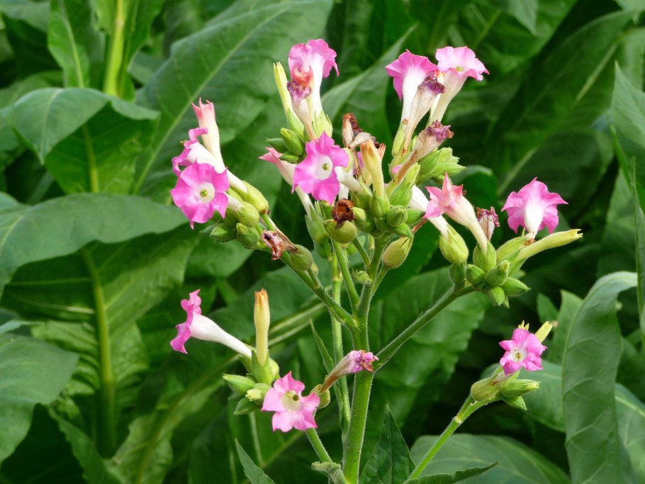 Табак Nicotiana tabacum