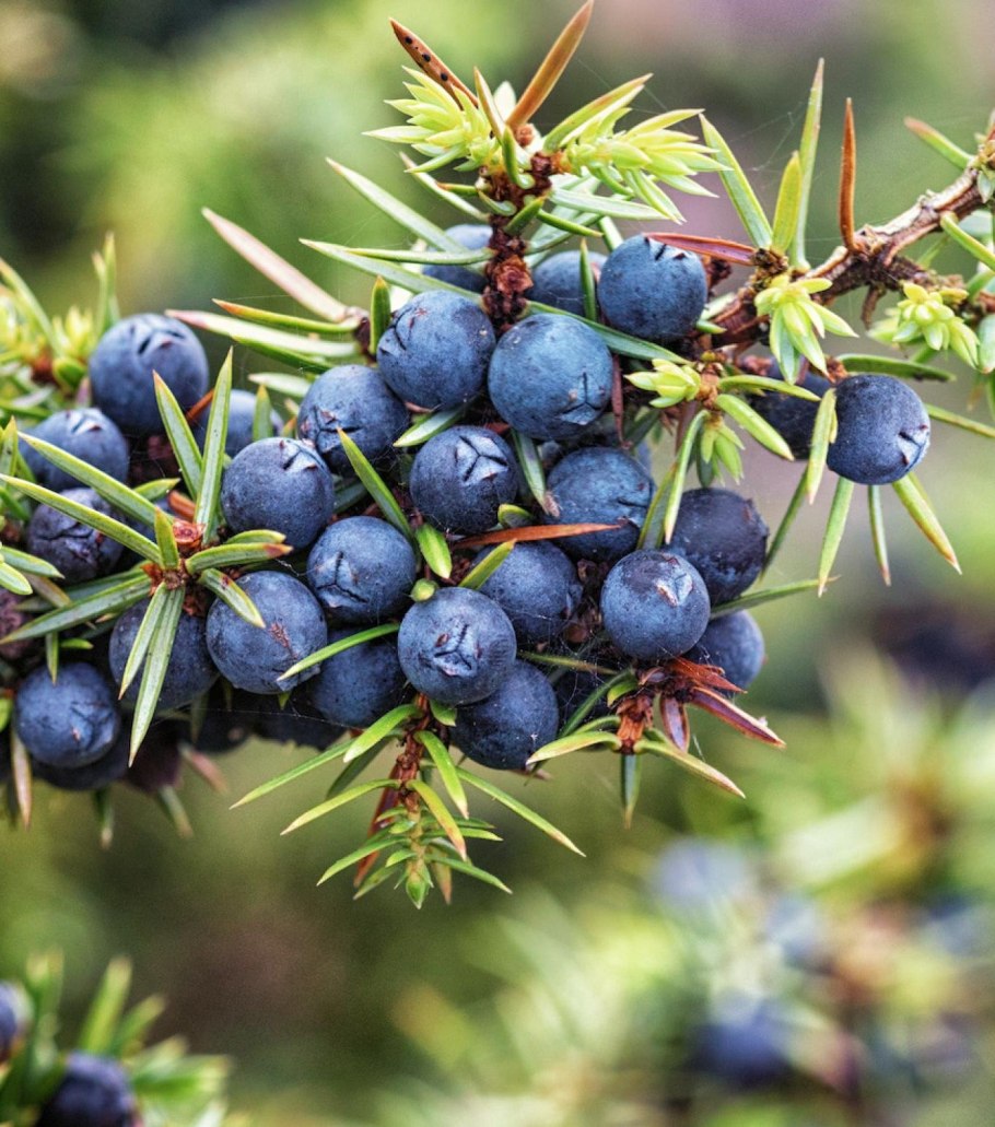 Брелок-пейджер Mongoose LS 9000d