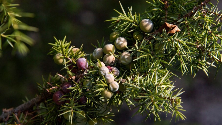 Можжевельник крымский